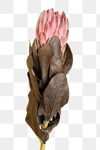 Blooming pink protea flower transparent png 