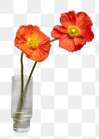 Red poppy flowers in a vase transparent png