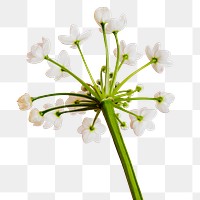 Natural white Allium Neapolitanum flower transparent png