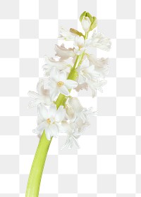 Fresh white hyacinth flower transparent png