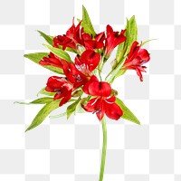 Fresh red Alstroemeria flower transparent png