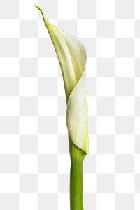 White lily flower transparent png