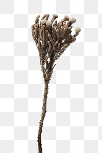 Dried silver brunia branch design element