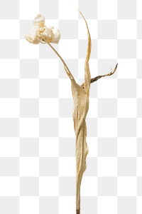 Dried tulip flower design element