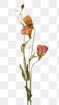 Dried pink lisainthus flower design element