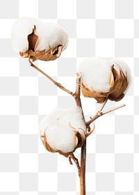 Dried fluffy cotton flower branch design element