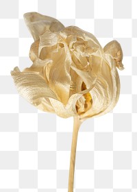 Dried tulip flower design element