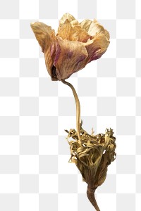 Dried anemone flower design element