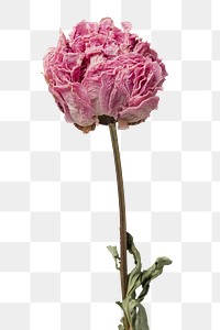 Dried pink peony flower design element