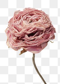 Dried pink buttercup flower design element