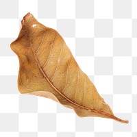 Dried brown leaf design element
