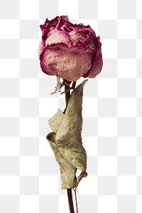 Dried pink rose flower design element design element