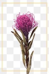 Gold frame with a dried pincushion protea flower design element