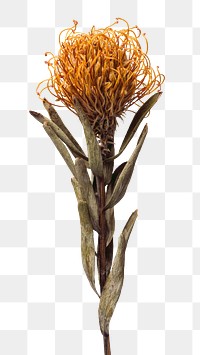 Dried orange pincushion protea flower