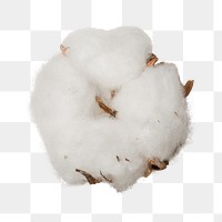 Dried fluffy cotton flower design element