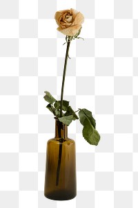 Dried white rose in a brown glass vase design element