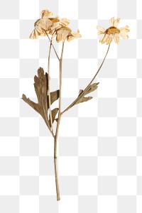 Dried daisy flower design element