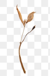 Dried lily flower design element