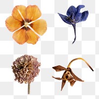 Dried flowers collection design element