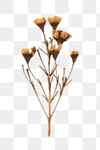 Dried wax flower design element