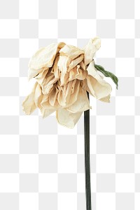 Dried white flower design element