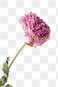 Dried pink peony flower design element