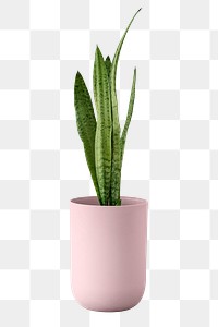 Snake plant in a pink pot design element