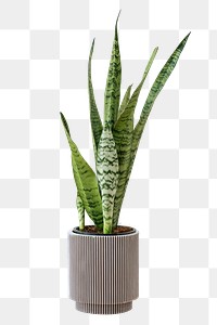 Snake plant in a gray pot design element
