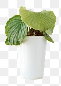 Calathea plant in a white pot design element