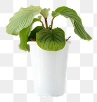 Calathea plant in a white pot design element