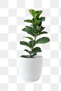 Fiddle-leaf fig plant in a white pot design element