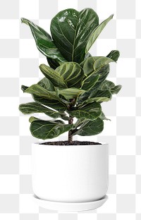 Fiddle leaf fig png mockup air-purifying plant