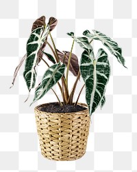 Alocasia polly png mockup in a wicker pot