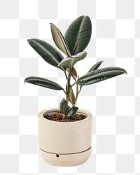Rubber plant png mockup air-purifying plant