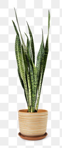 Snake plant png mockup in a ceramic pot