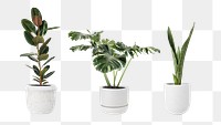 Tropical houseplants png mockup transparent background