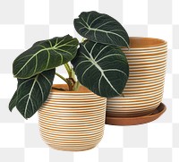 Black velvet alocasia png mockup in a striped ceramic pot