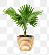 Fan palm png mockup plant