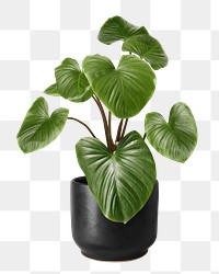 Philodendron melanoneuron png mockup in a ceramic pot