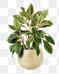 Chinese evergreen png plant mockup