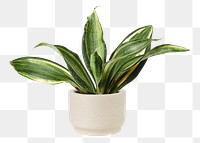 Sansevieria png plant mockup in a ceramic pot