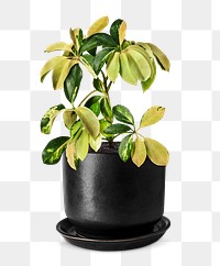 Umbrella plant png mockup in a ceramic pot