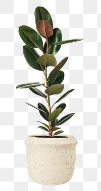 Rubber plant png mockup air-purifying plant