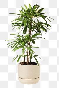Areca palm png mockup plant