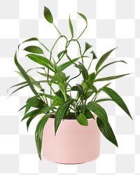 Pothos amplifolia png plant mockup