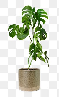 Monstera plant png mockup in a ceramic pot