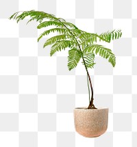 Fern png mockup in a ceramic pot