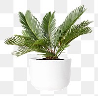 Sago palm png mockup plant