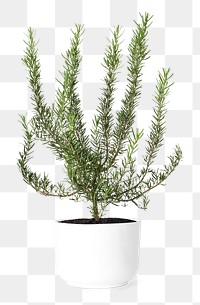 Rosemary png mockup in a ceramic pot