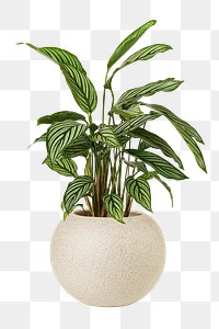 Calathea vittata png mockup in a ceramic pot